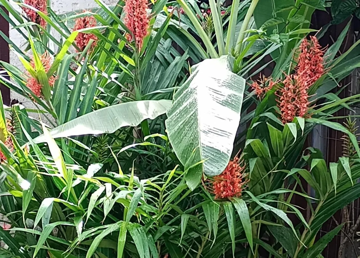 Hibisco Rosa Alugueis 호텔 아라사투바