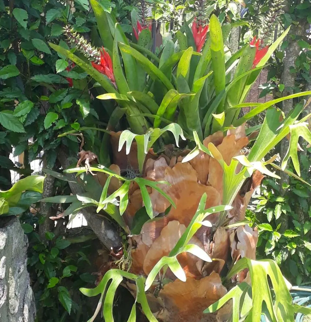 Hibisco Rosa Alugueis 호텔 아라사투바 0*,  브라질